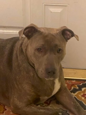 Giving Away Cuddly Pittie! in Pembroke Pines, Florida