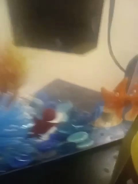 female beta fish in Pittsburg, Kansas