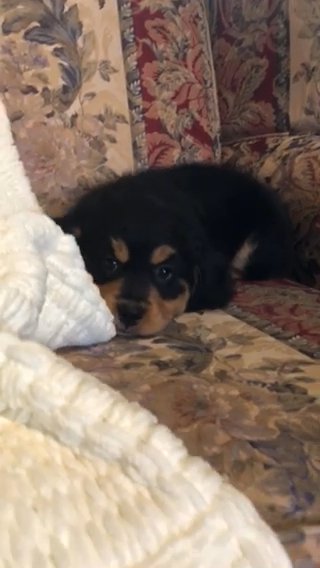 Gunner( Male Bernedoodle) in Greenwood, South Carolina
