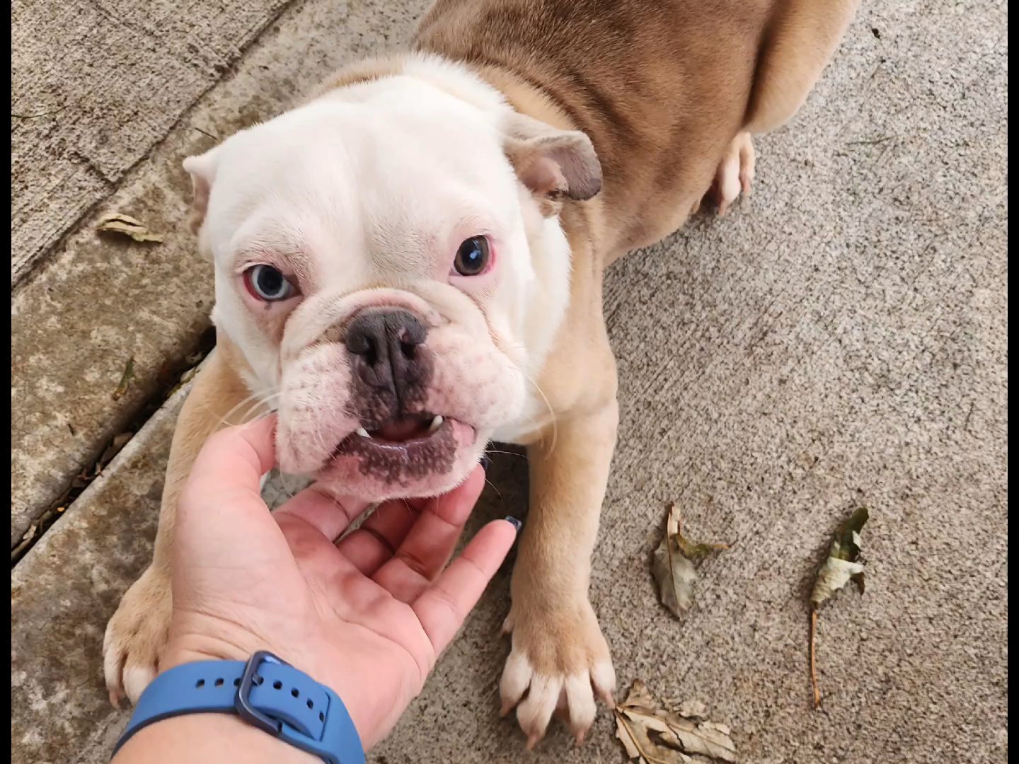Mini male in Chicago, Illinois