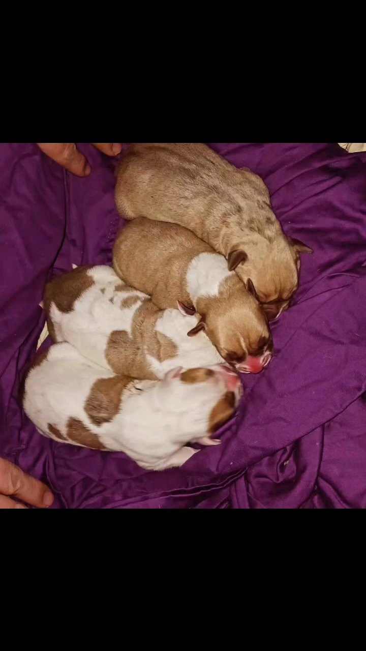 Warlady x Tank pups in Bristol, Virginia
