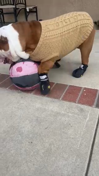 Sell A English Bulldog in San Bernardino, California