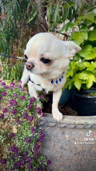 White Cream Chihuahua - DALI in Sacramento, California