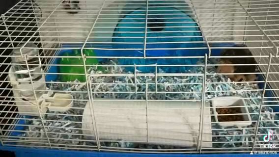 Hedgehog With Cage in Redlands, California