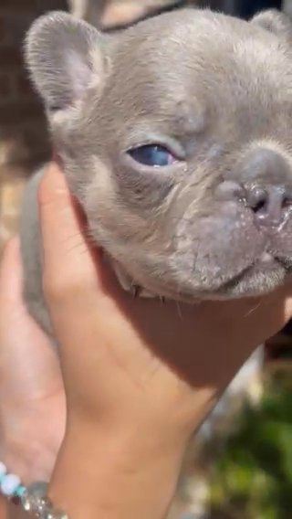 Female French Bulldog Puppie in Houston, Texas