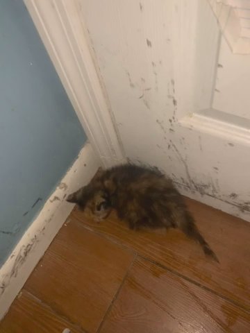 Cat in North Lauderdale, Florida
