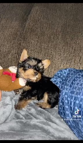 Teacup Yorkie Baby  ❤️ in Cookeville, Tennessee
