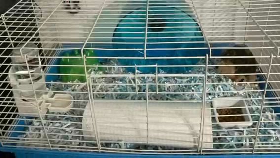 Hedgehog With Cage And Accessories in Redlands, California