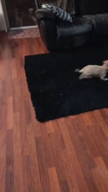 female maltipoo puppy in Stockton, California