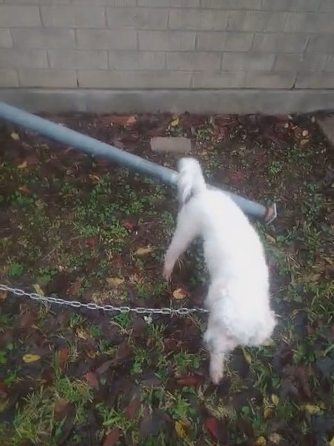 standard poodle that needs a good loving home in Alvin, Texas