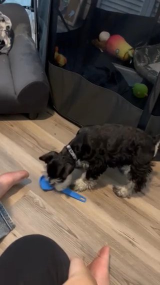 6 Month Old Purebred mini Schnauzer in Havelock, North Carolina