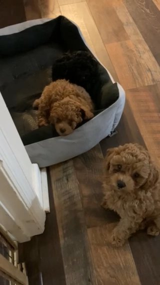 Aka, Reddish AKC Toy Poodle in Augusta, Georgia