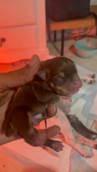 Gizmo (Chocolate Tri Pup) in Phoenix, Arizona