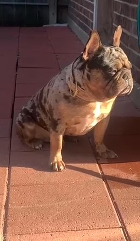 Black Tri Merle Male French Bulldog in Houston, Texas