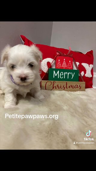 Morkie Girls Available in Raleigh, North Carolina