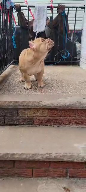 14 week old American exotic bully in Jersey City, New Jersey