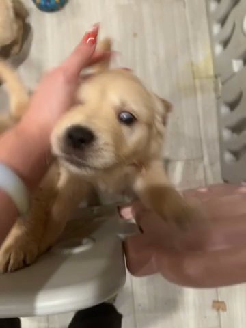 Golden Retriever Puppies in Diamond Bar, California