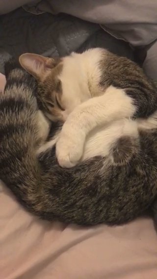 Cat for sale in Greenwood, Indiana
