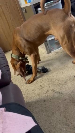 Puppy For Home in Kirkland, Washington