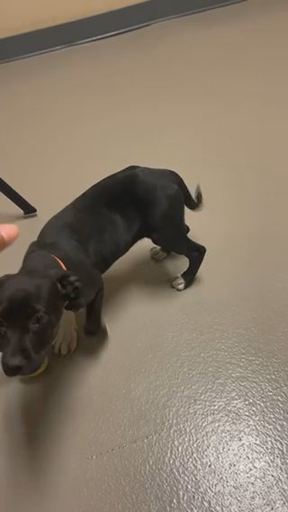 3 Month Blue Nose Pitbull in Huntsville, Alabama