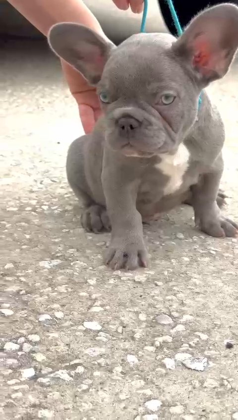 French Frenchie Bulldog  ( Male ? ) in Orlando, Florida