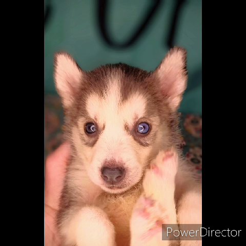 "Apple" AKC Siberian Husky in St. Louis, Missouri