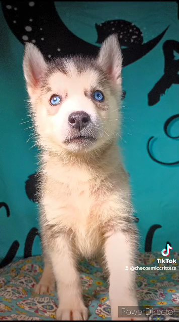 "Flame" AKC Siberian Husky in St. Louis, Missouri