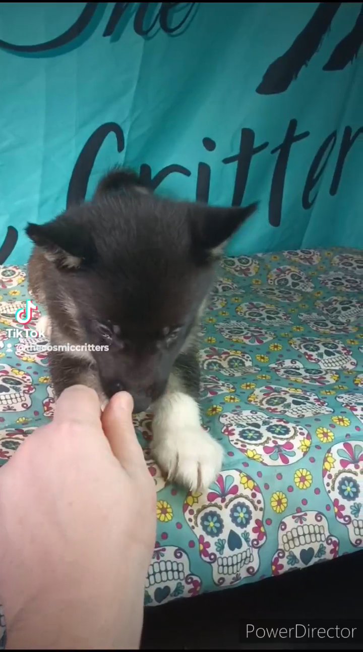 "Fig" AKC Siberian Husky in St. Louis, Missouri