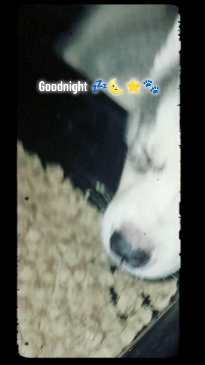 AKC Siberian Huskies in St. Louis, Missouri