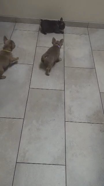 AKC French bulldog Frenchie puppies in Spokane, Washington