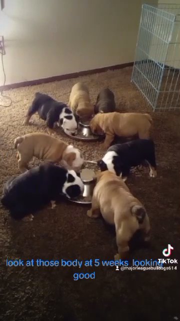 Olde english puppy in Columbus, Ohio