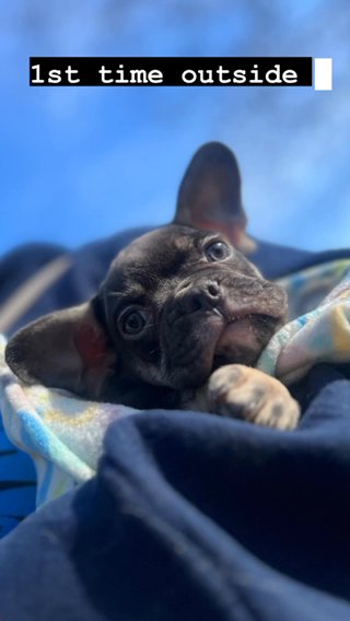 New shade  French bulldog in Washington, District of Columbia