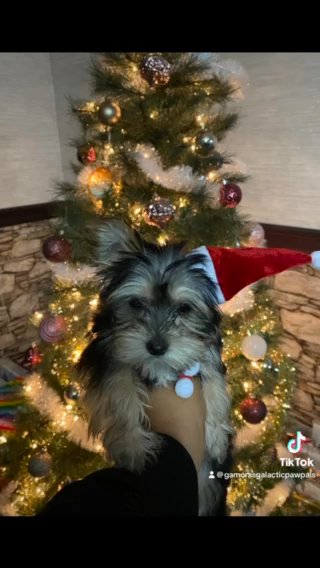 Male Puppies Looking For Their 4ever ? in Newton, North Carolina