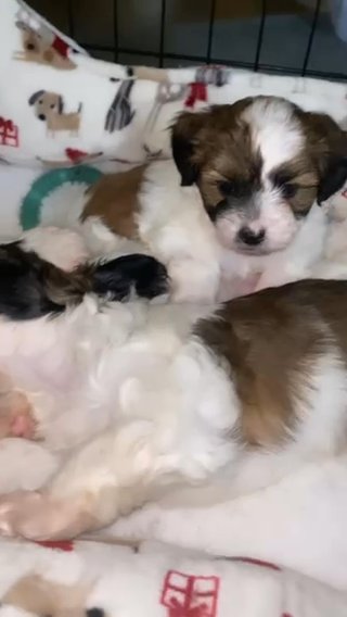 Malshipoo Puppies for sale in Sterling Heights, Michigan