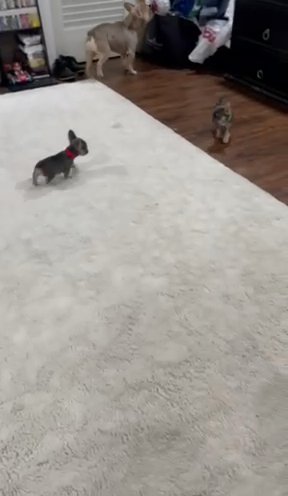French Bulldog in Arlington, Texas
