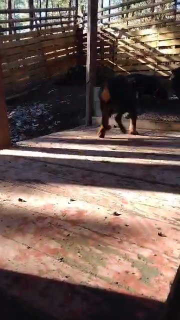 AKC Rottweiler Green girl in Spokane, Washington