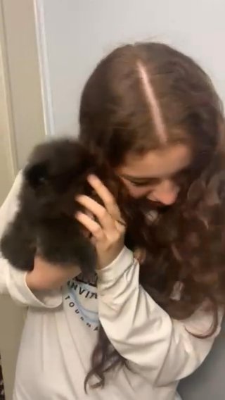 Ricky The Pomeranian Pup in Orlando, Florida