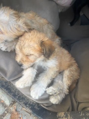 Selling Brown Mix Maltipoo in Fresno, California