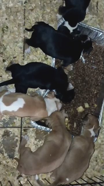 tri pitbull turtle Buster, redboy,jeep,Bordeaux in Columbus, Ohio