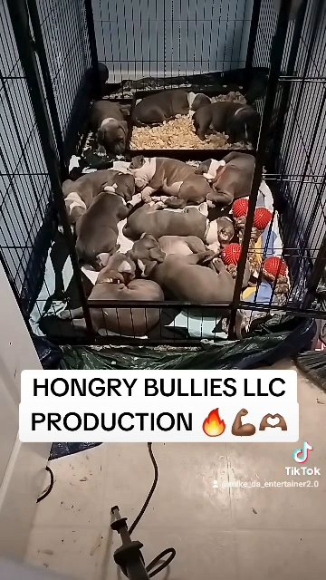 XL/STANDARD American Bullies in Jacksonville, Alabama