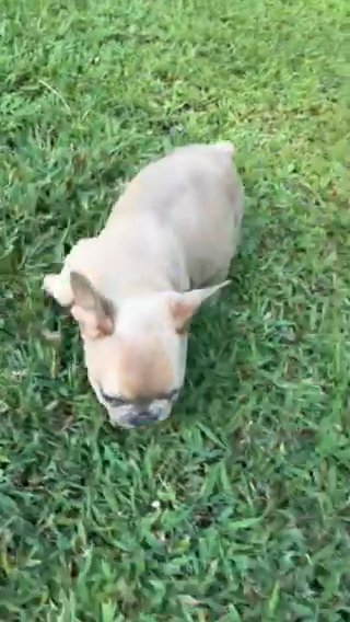 French Bulldog in Raleigh, North Carolina