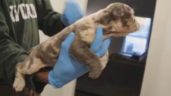 Female Micro Blue Merle in Birmingham, Alabama