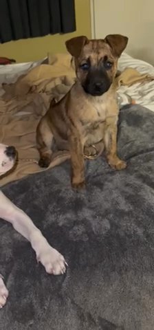 Cane Corso/boxer Mix / Puppy in Beaumont, California