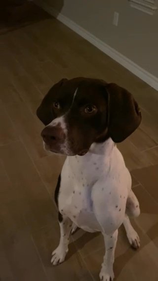 English Pointer in Austin, Texas