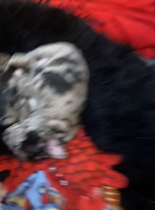 French Bulldog &Frenchtons in Sioux Falls, South Dakota