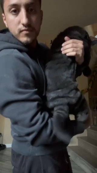 Chinese sharpei Male AKC registered in Delhi, California