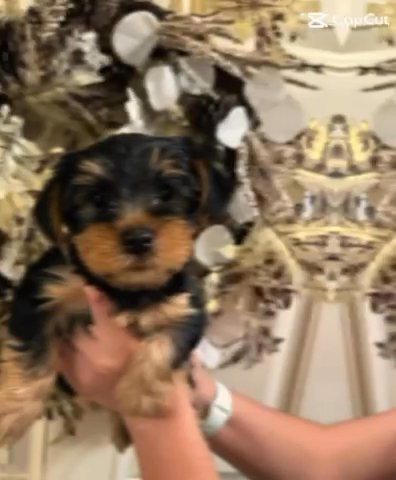 Rehoming Yorkies in Modesto, California