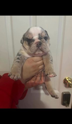 Exotic English Bulldog Puppies in Winder, Georgia