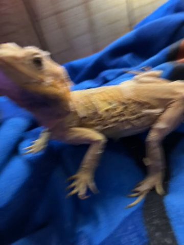 Silky Bearded Dragon in Joppatowne, Maryland