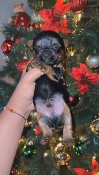 Yorkie Pups For Sale in Visalia, California